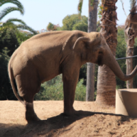 Elephant in marbella