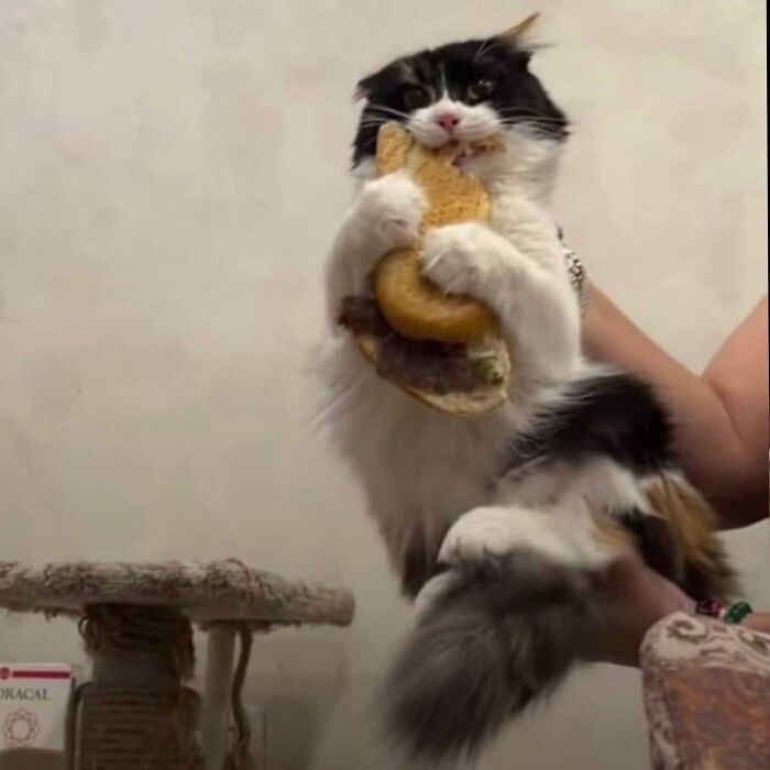 25 mačaka koje dokazuju da slatkoća je savršena maska za nestašluke - 20 25 mačaka koje dokazuju da slatkoća je savršena maska za nestašluke - 20