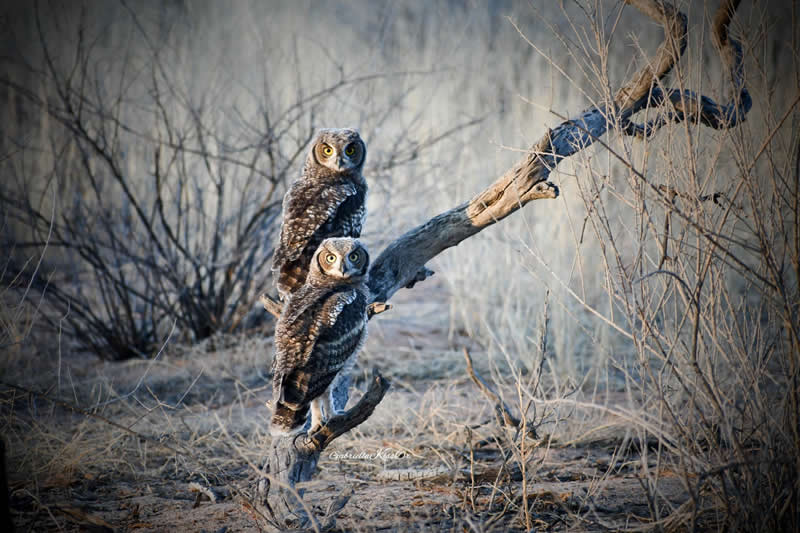Divlje i Prekrasno: 30 Nagrađenih Fotografija Divljači s Akademskih Foto Nagrada 2026 - 26 Divlje i Prekrasno: 30 Nagrađenih Fotografija Divljači s Akademskih Foto Nagrada 2026 - 26