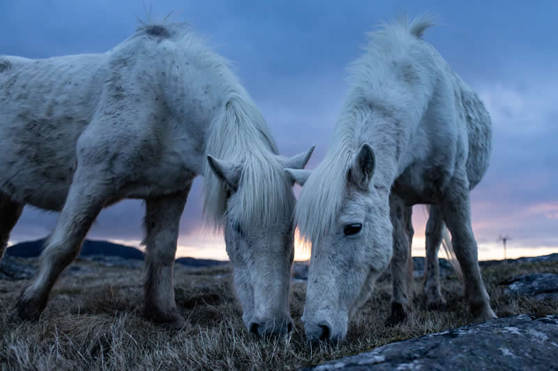 Divlje i Prekrasno: 30 Nagrađenih Fotografija Divljači s Akademskih Foto Nagrada 2026 - 30 Divlje i Prekrasno: 30 Nagrađenih Fotografija Divljači s Akademskih Foto Nagrada 2026 - 30