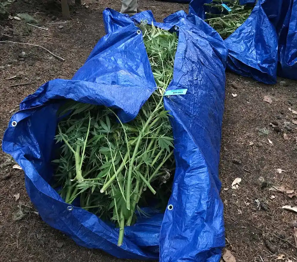 Kako ubrati sungrown kanabis - 3 Kako ubrati sungrown kanabis - 3