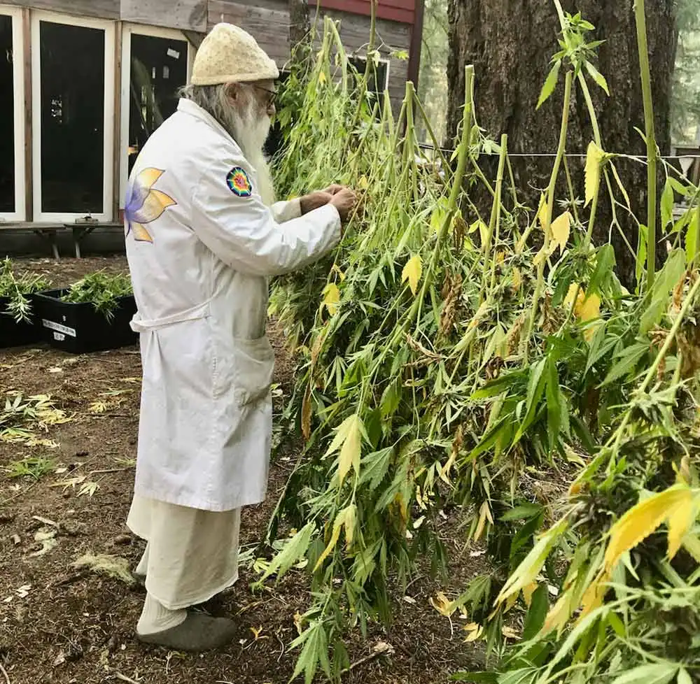 Kako ubrati sungrown kanabis - 4 Kako ubrati sungrown kanabis - 4