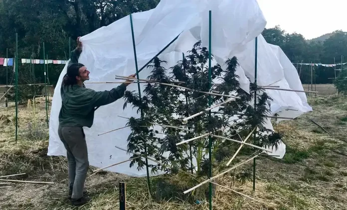 Kako ubrati sungrown kanabis
