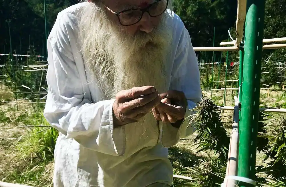 Kako ubrati sungrown kanabis - 2 Kako ubrati sungrown kanabis - 2
