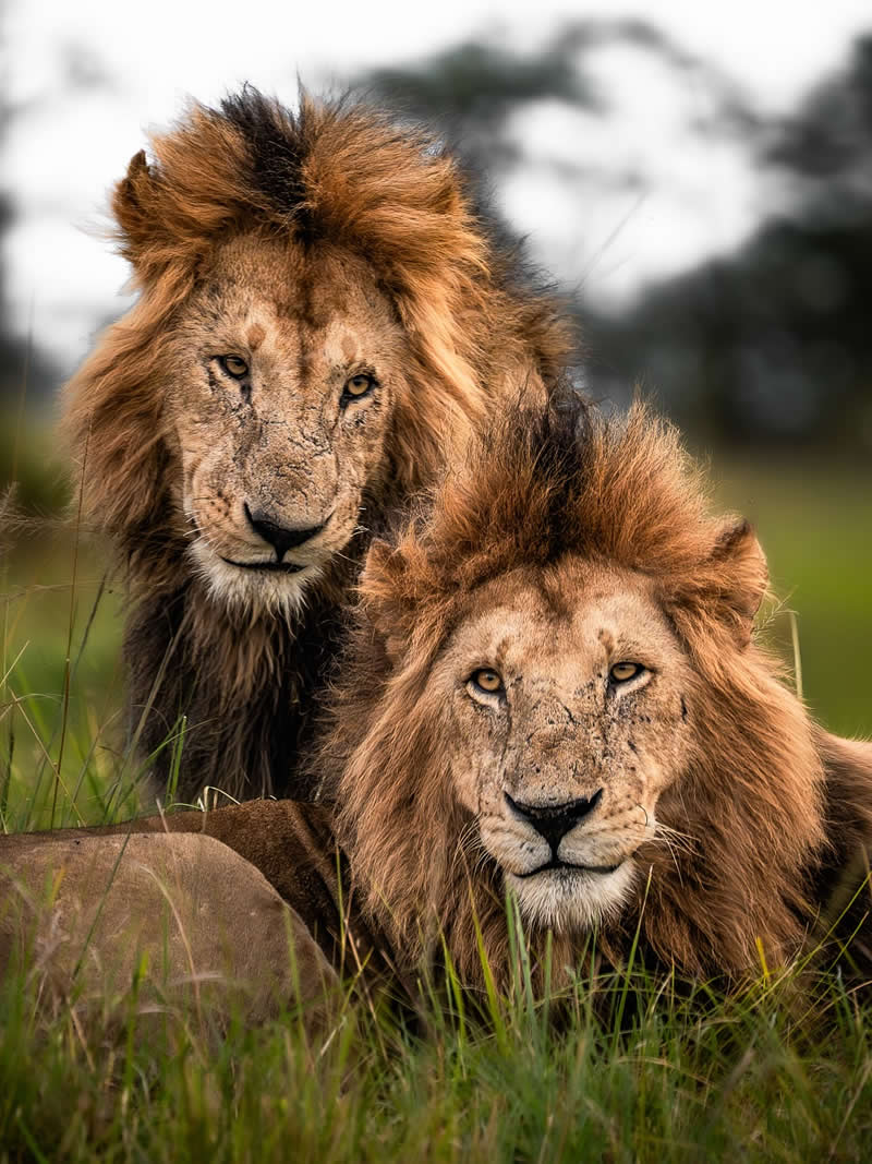 Through Nili Gudhka's Lens: 34 Award-Winning Photos of the Untamed World 42 Wildlife Photography by Nili Gudhka