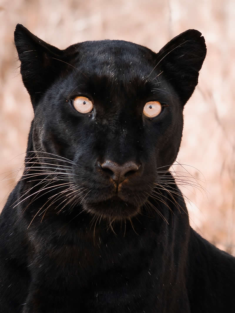 Through Nili Gudhka's Lens: 34 Award-Winning Photos of the Untamed World 43 Wildlife Photography by Nili Gudhka