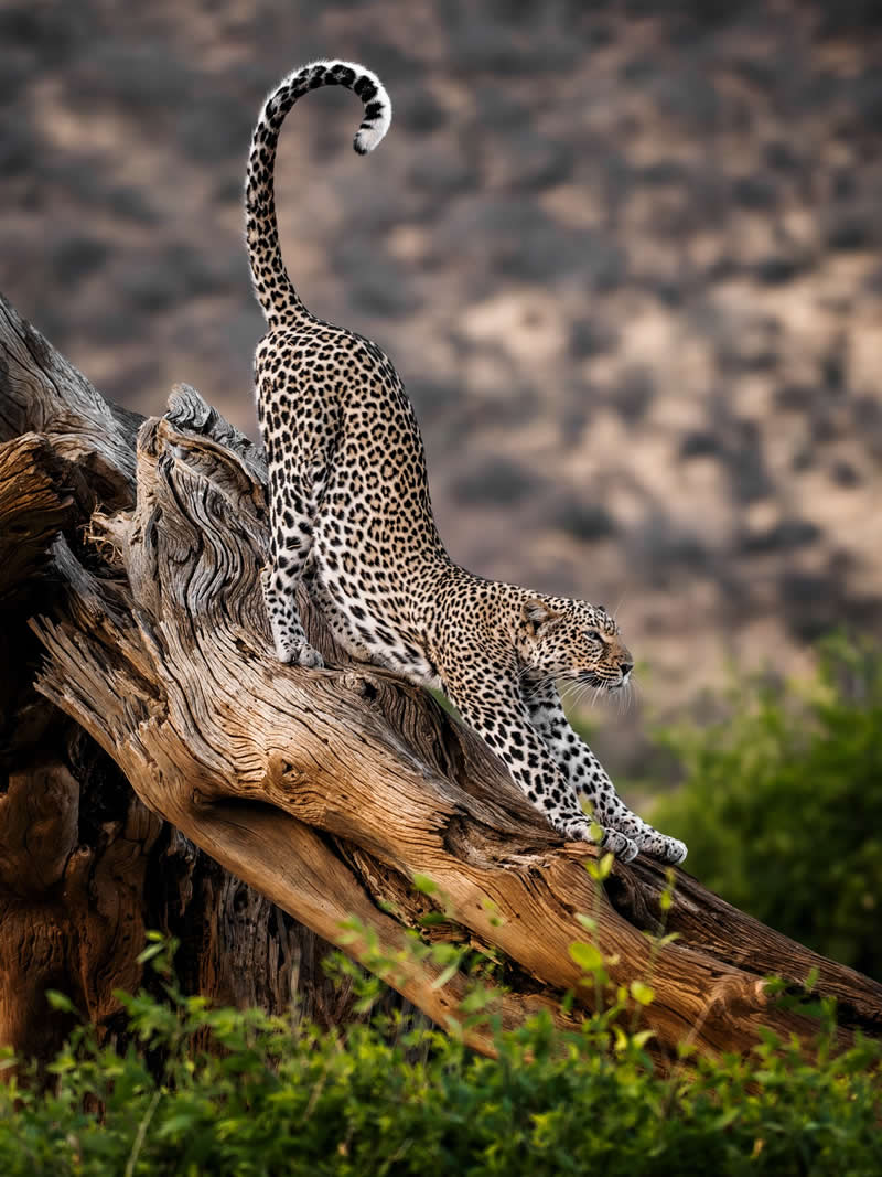 Through Nili Gudhka's Lens: 34 Award-Winning Photos of the Untamed World 44 Wildlife Photography by Nili Gudhka