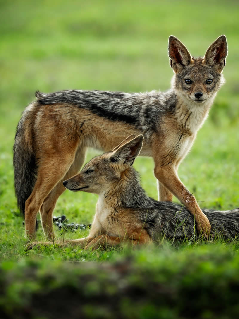 Through Nili Gudhka's Lens: 34 Award-Winning Photos of the Untamed World 46 Wildlife Photography by Nili Gudhka