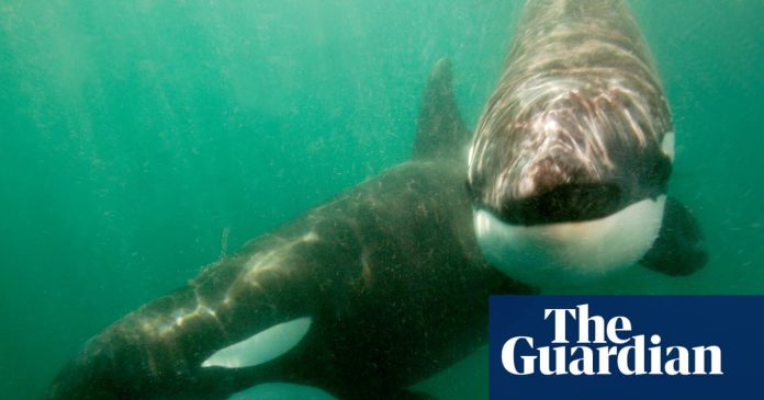 Orke viđene kako udaraju plijen toliko snažno da eksplodira možda se igraju