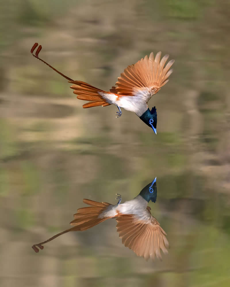Reflection by Sanjoy Kumar, Bangladesh - Academy Photo Awards 2026 Bird Winners