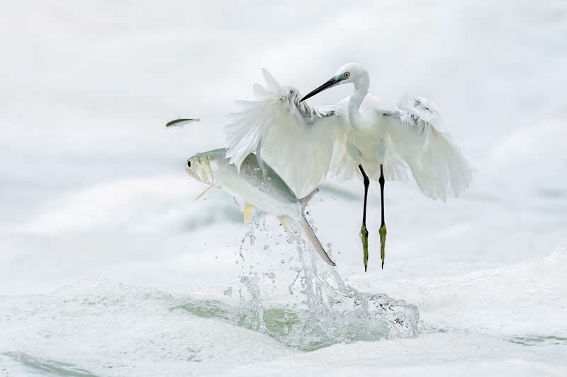 1st Place Winner: Pass By by Xiaoping Lin, China - Academy Photo Awards 2026 Bird Winners
