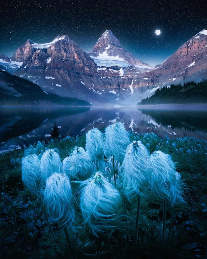 White alpine flowers glow in the foreground beneath a starry night sky, with snow-covered Canadian Rockies, a bright moon, misty lake reflections, and tranquil wilderness creating a magical landscape.
