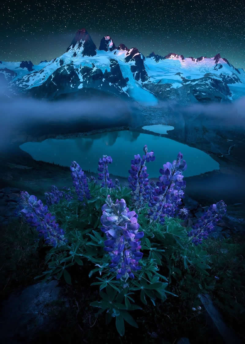 Purple lupine wildflowers fill the foreground beneath a starry night sky, overlooking turquoise alpine lakes and snow-covered mountain peaks in the Canadian Rockies with drifting mist and dramatic scenery.