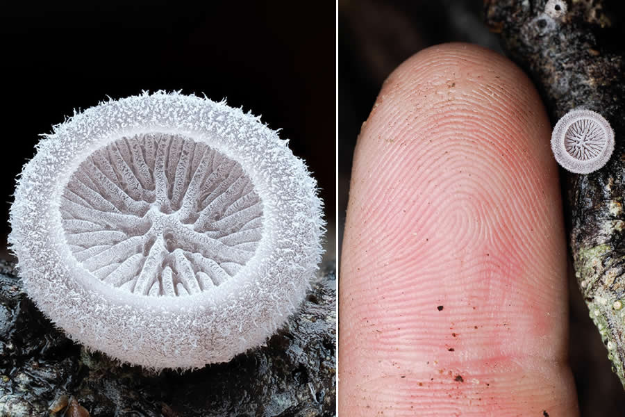 Tajni život ispod naših nogu: 33 izvanredne makro fotografije Jaya Lichtera - 3