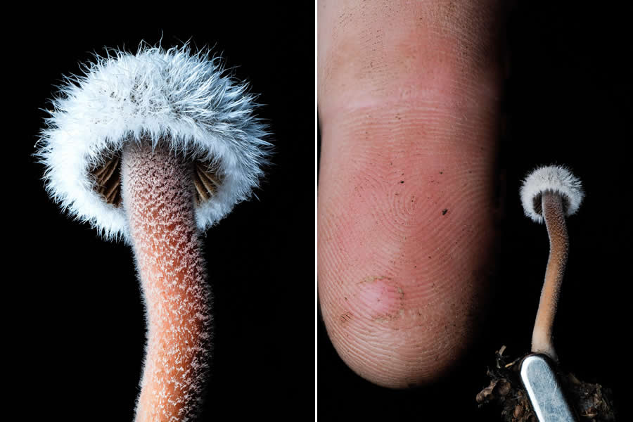 Tajni život ispod naših nogu: 33 izvanredne makro fotografije Jaya Lichtera - 12