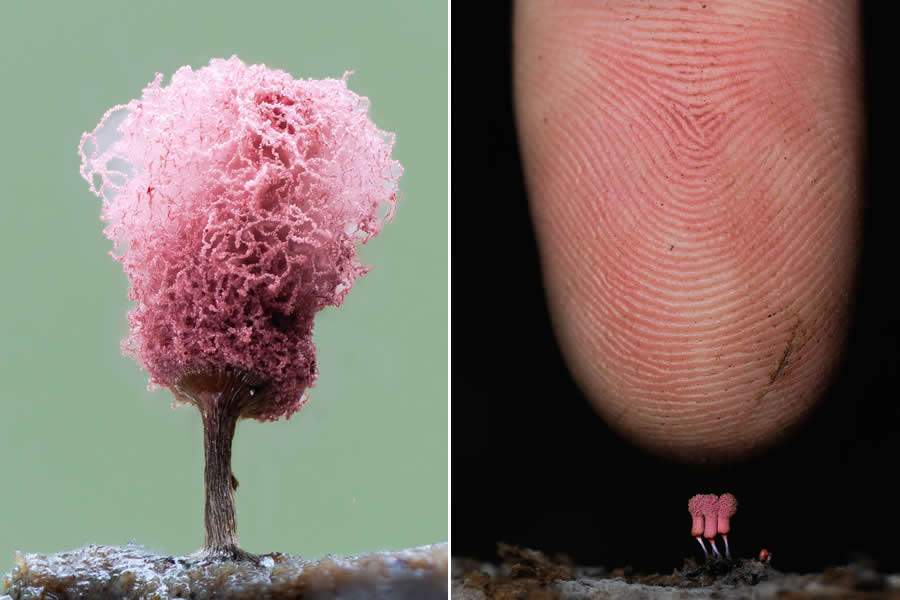Tajni život ispod naših nogu: 33 izvanredne makro fotografije Jaya Lichtera - 13