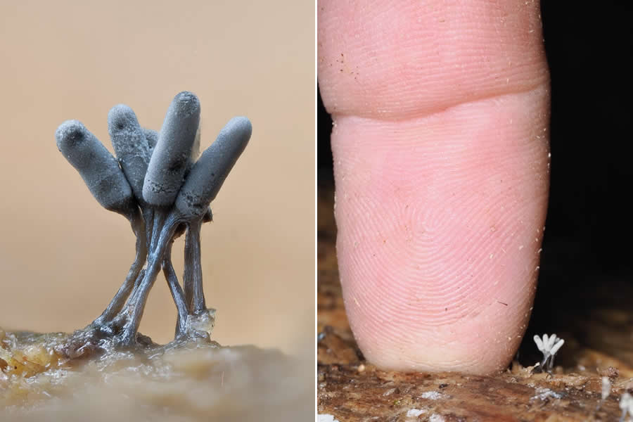 Tajni život ispod naših nogu: 33 izvanredne makro fotografije Jaya Lichtera - 14