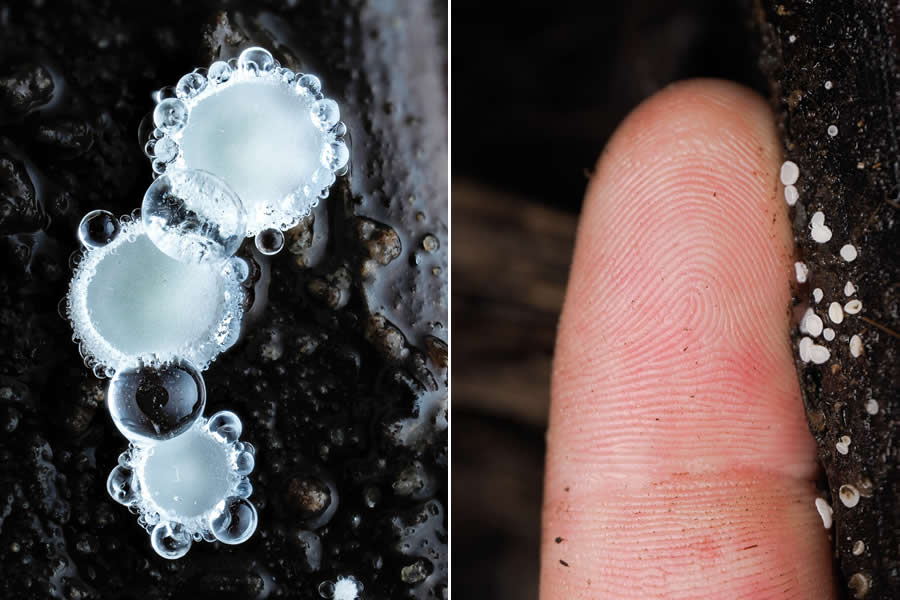 Tajni život ispod naših nogu: 33 izvanredne makro fotografije Jaya Lichtera - 15