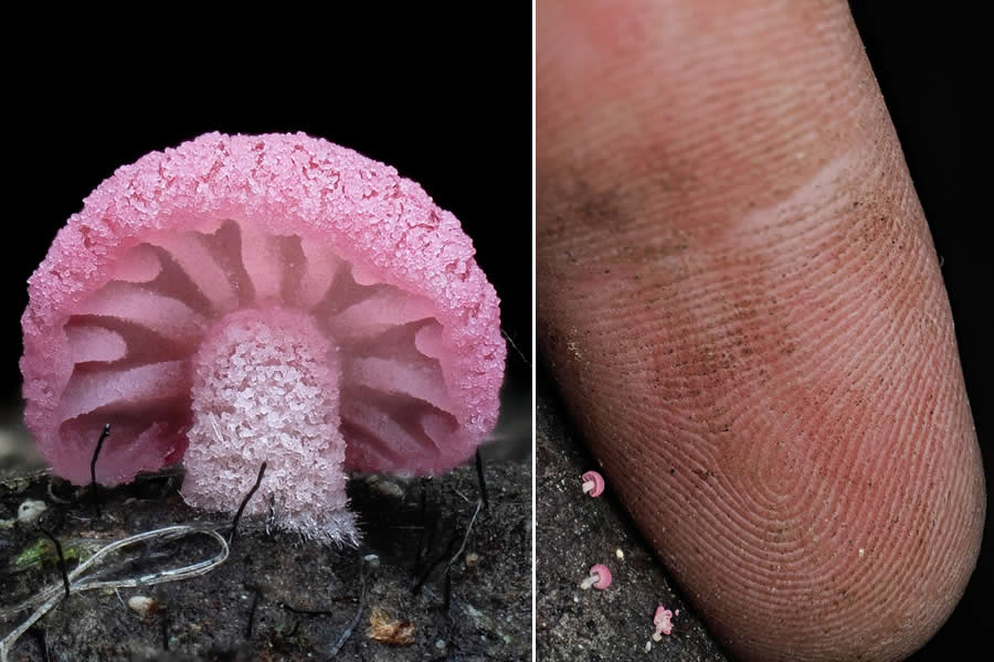 Tajni život ispod naših nogu: 33 izvanredne makro fotografije Jaya Lichtera - 17