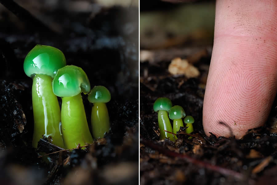 Tajni život ispod naših nogu: 33 izvanredne makro fotografije Jaya Lichtera - 18