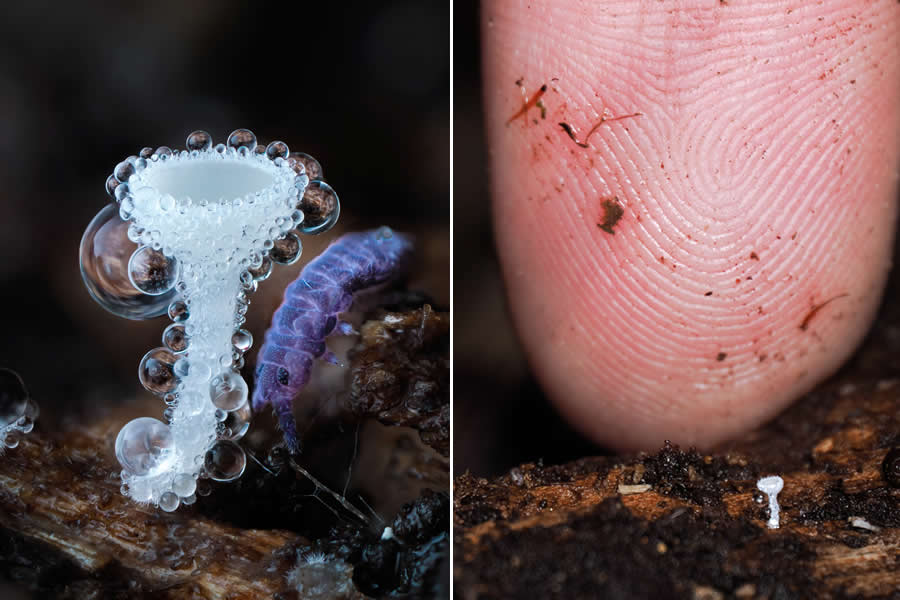 Tajni život ispod naših nogu: 33 izvanredne makro fotografije Jaya Lichtera - 19