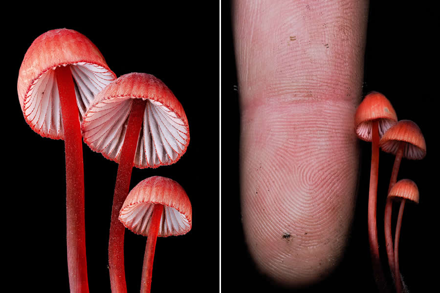 Tajni život ispod naših nogu: 33 izvanredne makro fotografije Jaya Lichtera - 20