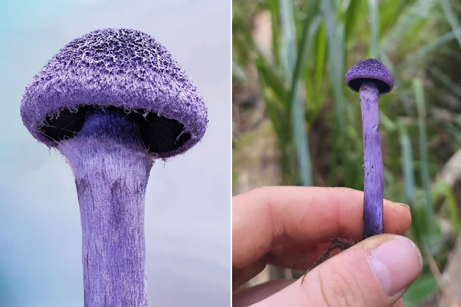 Tajni život ispod naših nogu: 33 izvanredne makro fotografije Jaya Lichtera - 21
