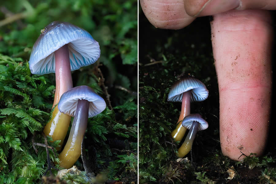Tajni život ispod naših nogu: 33 izvanredne makro fotografije Jaya Lichtera - 4