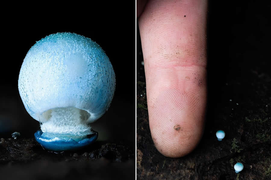 Tajni život ispod naših nogu: 33 izvanredne makro fotografije Jaya Lichtera - 22