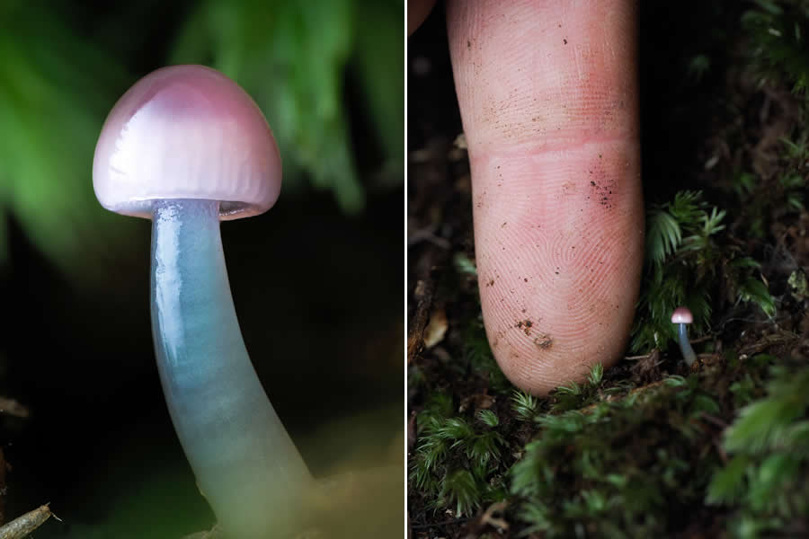 Tajni život ispod naših nogu: 33 izvanredne makro fotografije Jaya Lichtera - 23