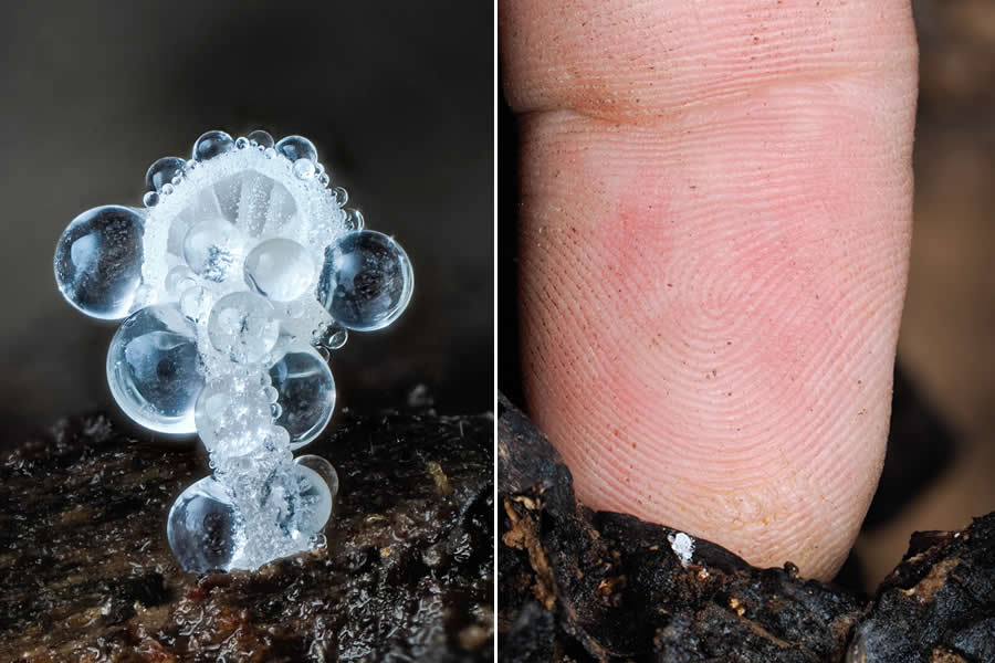 Tajni život ispod naših nogu: 33 izvanredne makro fotografije Jaya Lichtera - 24