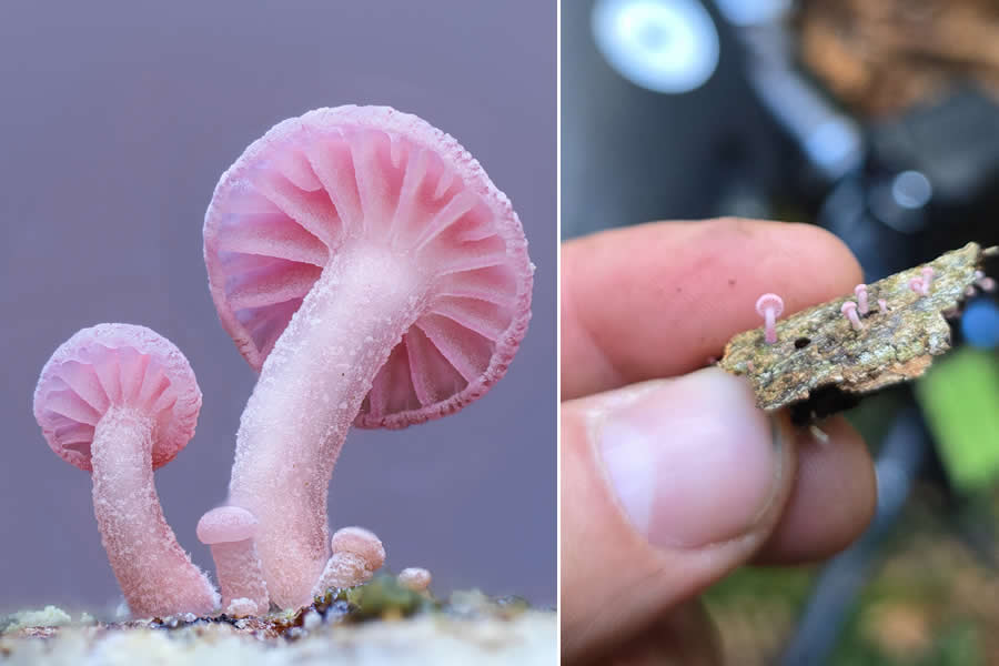 Tajni život ispod naših nogu: 33 izvanredne makro fotografije Jaya Lichtera - 25