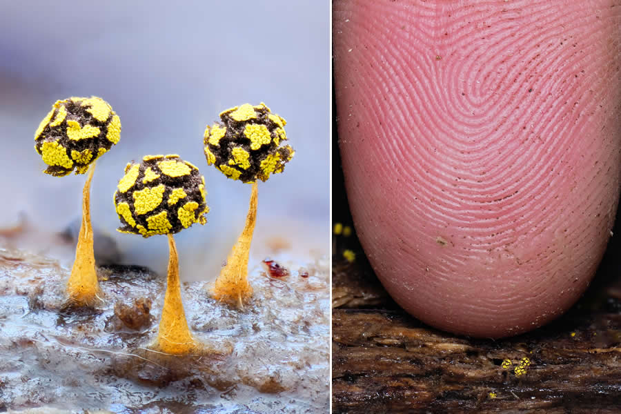 Tajni život ispod naših nogu: 33 izvanredne makro fotografije Jaya Lichtera - 26