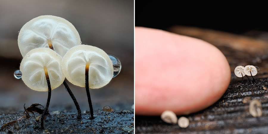 Tajni život ispod naših nogu: 33 izvanredne makro fotografije Jaya Lichtera - 27