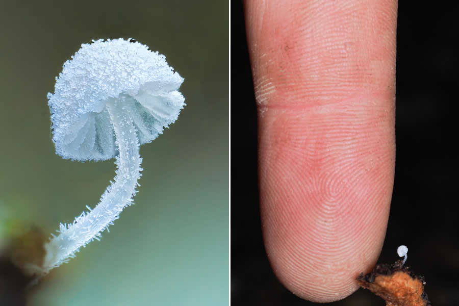 Tajni život ispod naših nogu: 33 izvanredne makro fotografije Jaya Lichtera - 28
