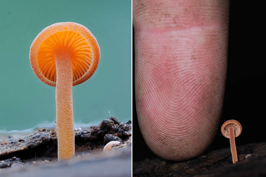 Tajni život ispod naših nogu: 33 izvanredne makro fotografije Jaya Lichtera - 29