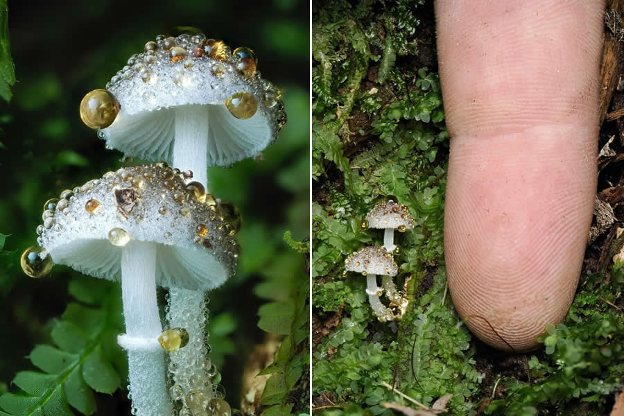 Tajni život ispod naših nogu: 33 izvanredne makro fotografije Jaya Lichtera - 30