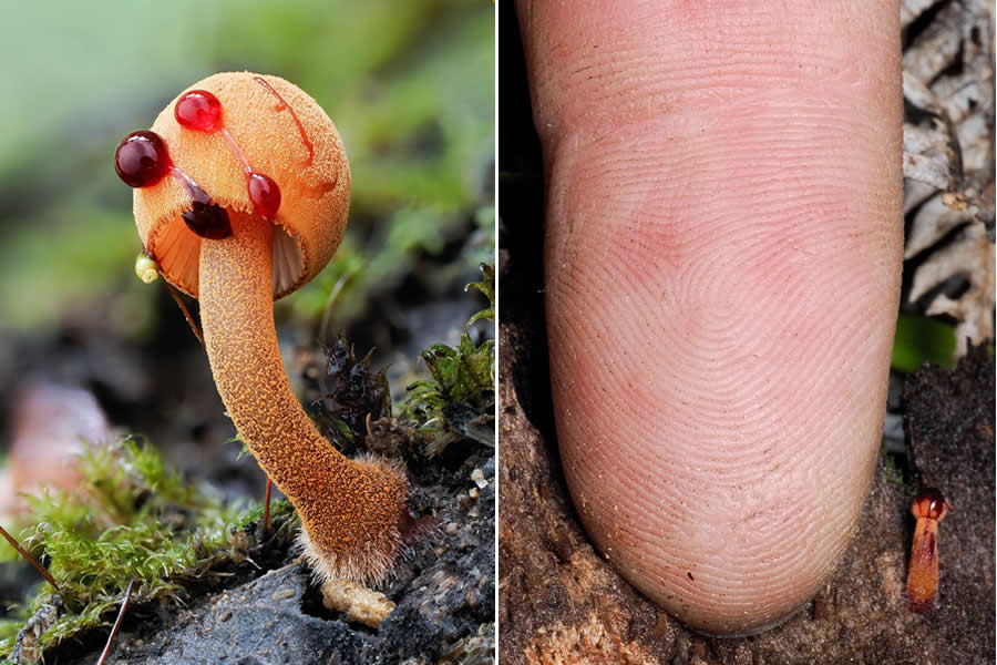 Tajni život ispod naših nogu: 33 izvanredne makro fotografije Jaya Lichtera - 31