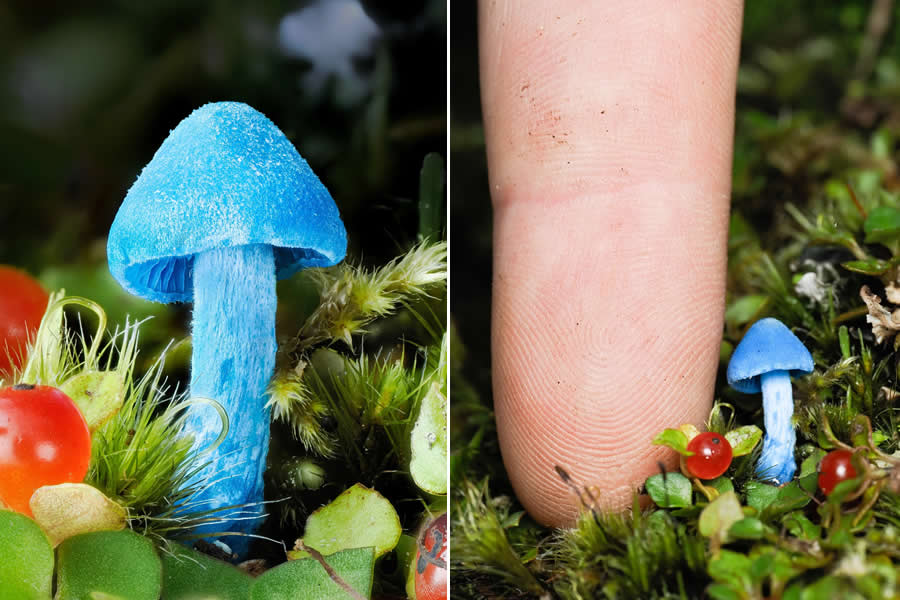 Tajni život ispod naših nogu: 33 izvanredne makro fotografije Jaya Lichtera - 32