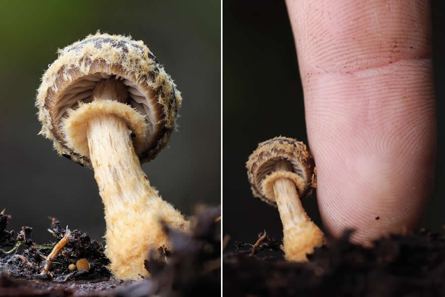 Tajni život ispod naših nogu: 33 izvanredne makro fotografije Jaya Lichtera - 33