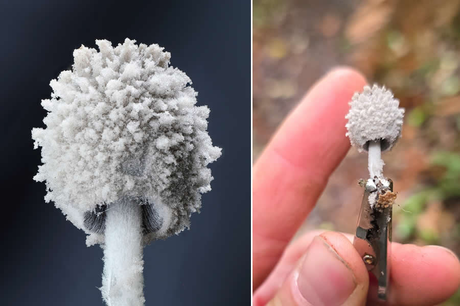 Tajni život ispod naših nogu: 33 izvanredne makro fotografije Jaya Lichtera - 6