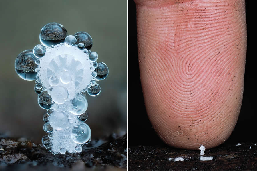 Tajni život ispod naših nogu: 33 izvanredne makro fotografije Jaya Lichtera - 7