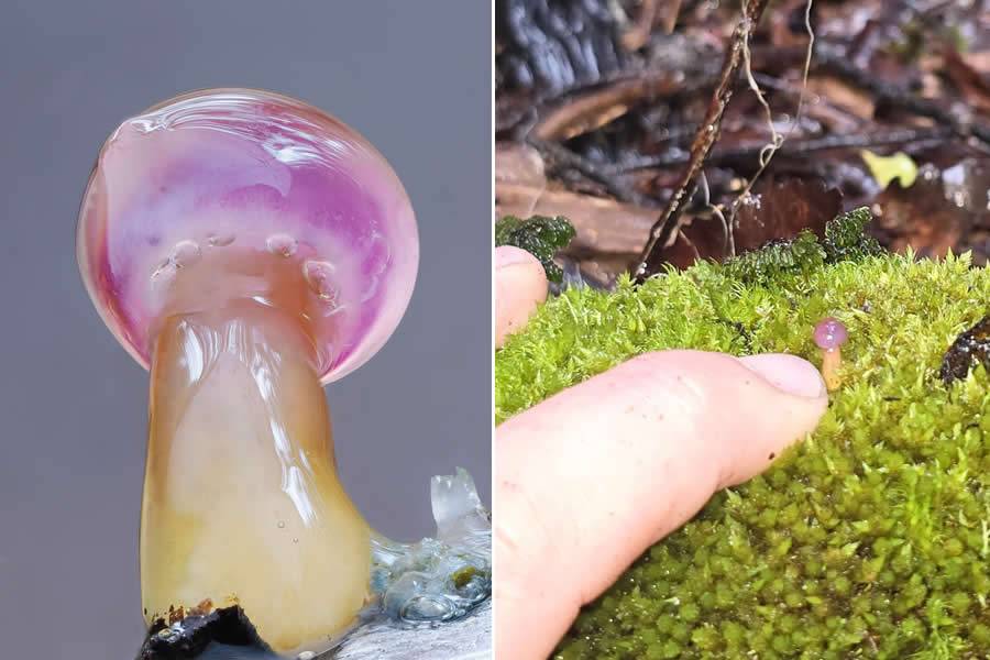 Tajni život ispod naših nogu: 33 izvanredne makro fotografije Jaya Lichtera - 8