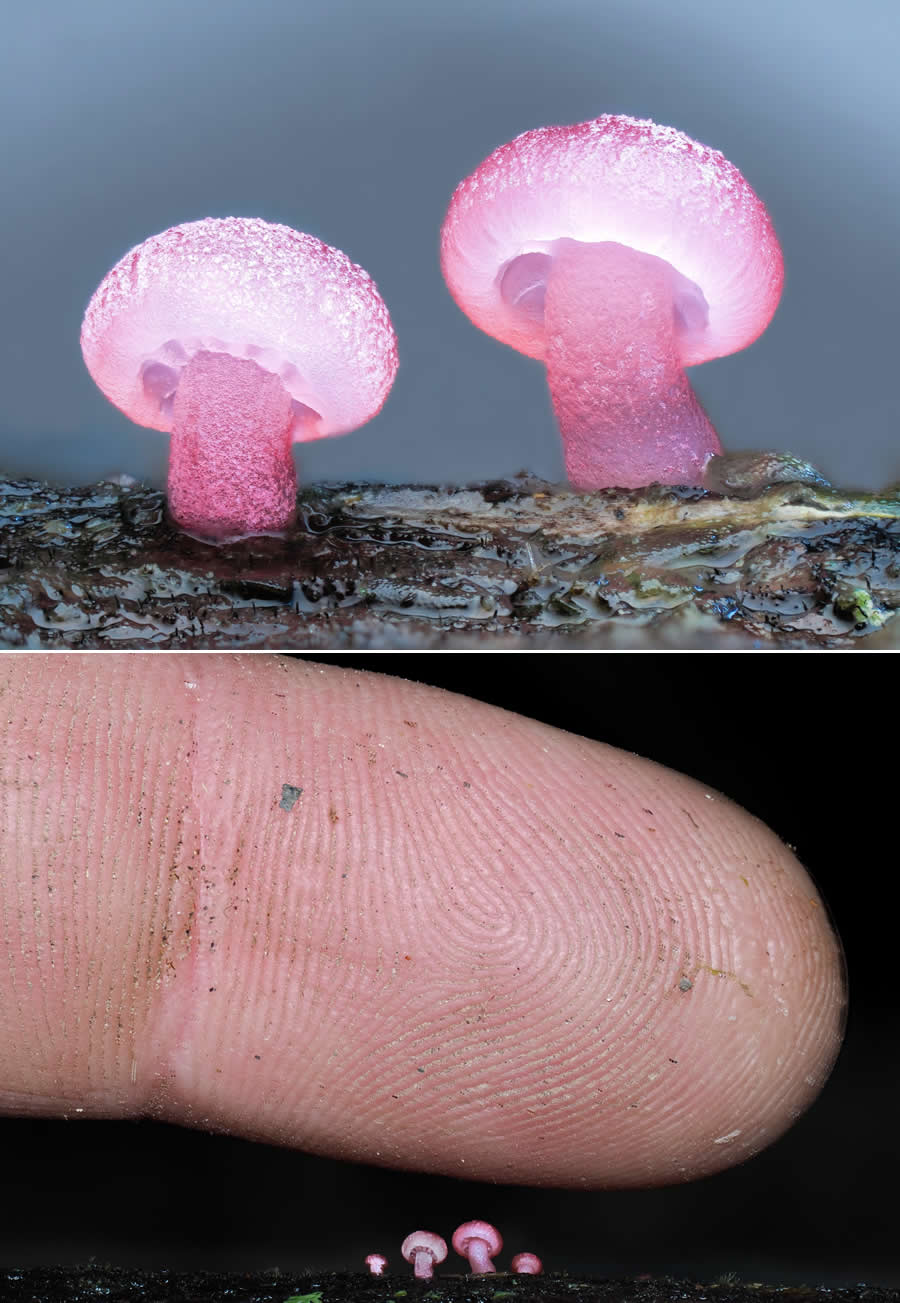 Tajni život ispod naših nogu: 33 izvanredne makro fotografije Jaya Lichtera - 10
