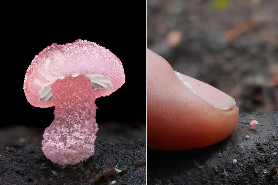 Tajni život ispod naših nogu: 33 izvanredne makro fotografije Jaya Lichtera - 2