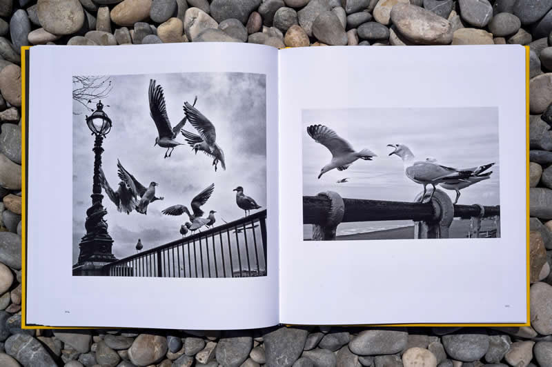 Ulična Safari: Zapanjujuća Nova Monografija Alana Schallera Slavi Životinje u Crno-Bijeloj Tehnici - 4 Ulična Safari: Zapanjujuća Nova Monografija Alana Schallera Slavi Životinje u Crno-Bijeloj Tehnici - 4