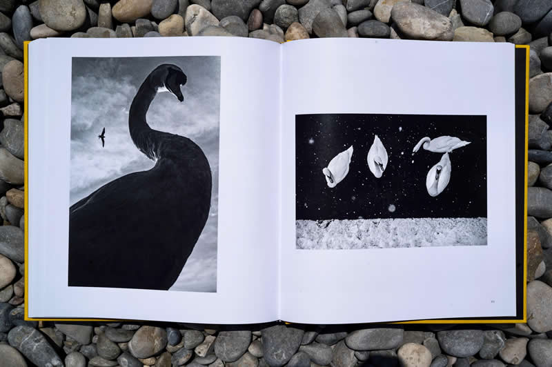 Ulična Safari: Zapanjujuća Nova Monografija Alana Schallera Slavi Životinje u Crno-Bijeloj Tehnici - 6 Ulična Safari: Zapanjujuća Nova Monografija Alana Schallera Slavi Životinje u Crno-Bijeloj Tehnici - 6