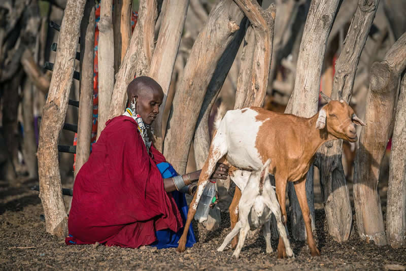 Unutar Tanzanije: Nevjerojatno putovanje Vlada Ciople među tri autohtona plemena - 7 Unutar Tanzanije: Nevjerojatno putovanje Vlada Ciople među tri autohtona plemena - 7