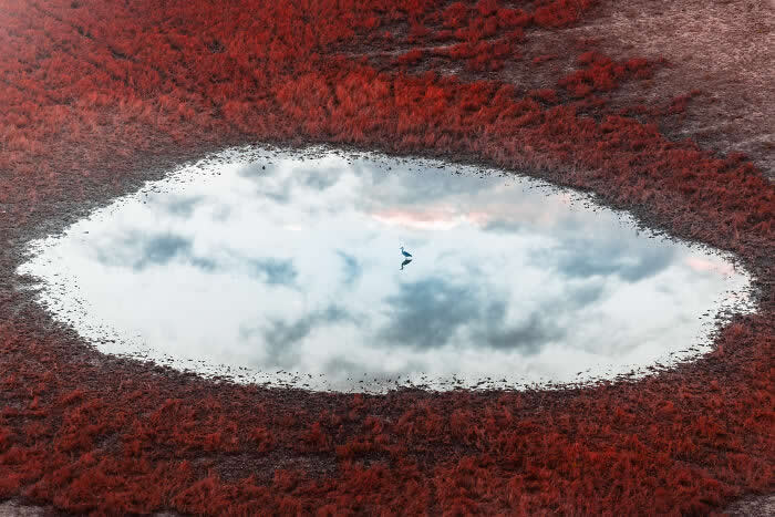 Birdie In The Sky By Vitaly Golovatyuk - International Aerial Photographer of the Year 2026 Awards