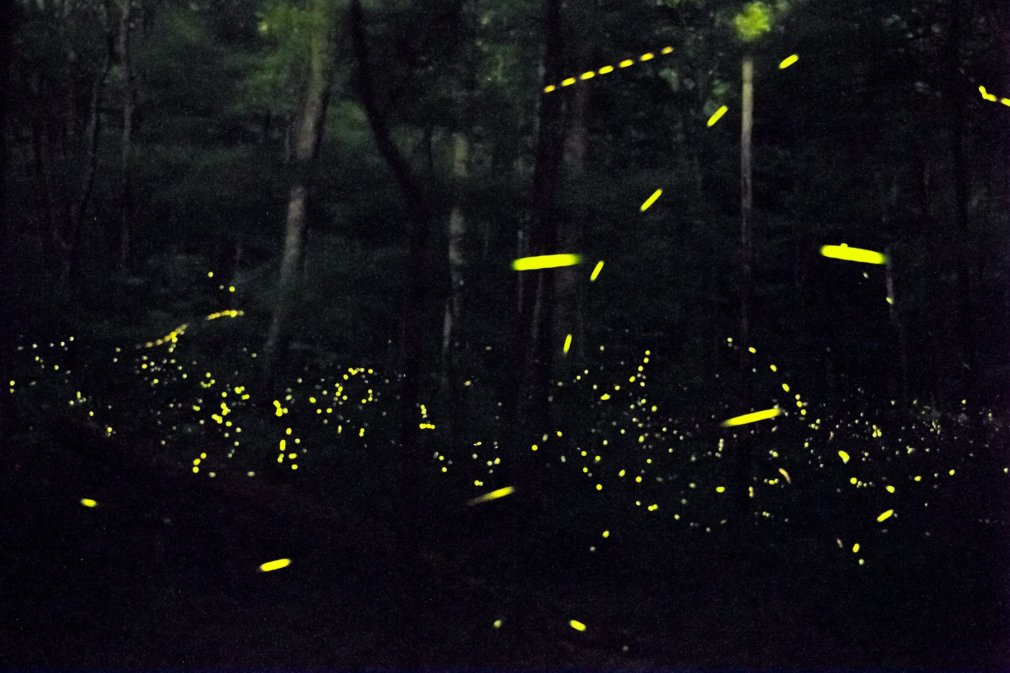When Philip Laurent wrote about these fireflies, he argued that,